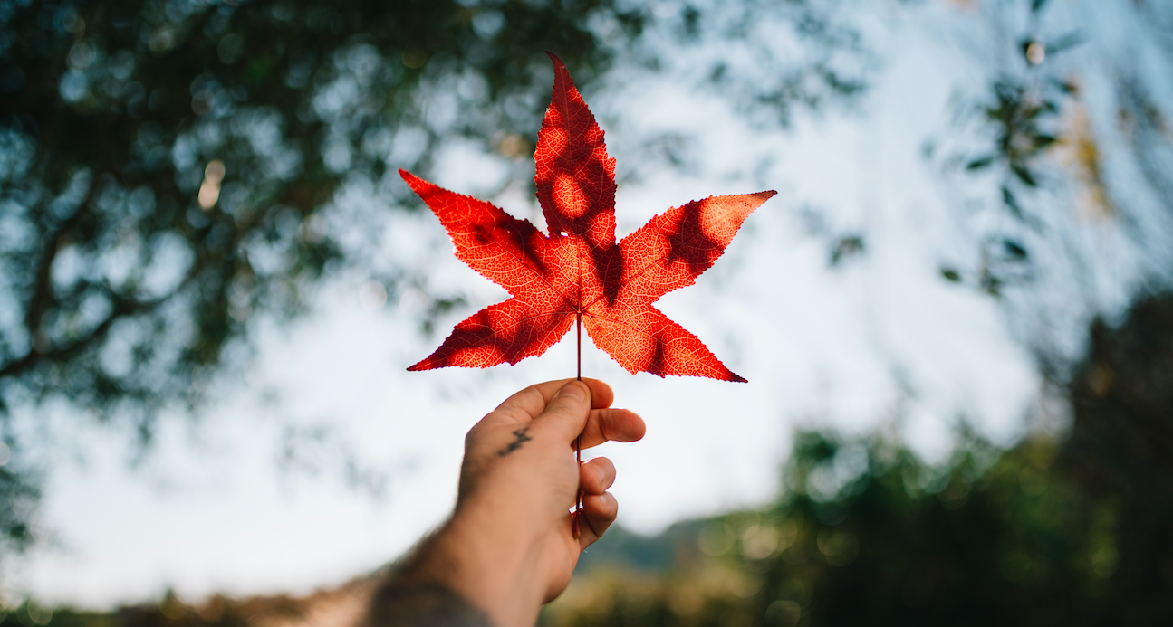 Maple Balsamic Dressing: MY EAST COAST KITCHEN