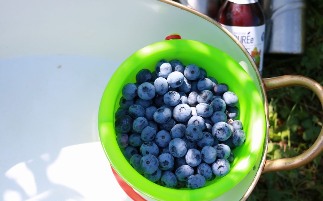 The Health Benefits of Blueberries (It’s Blueberry Month!)